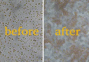 ATS High Pressure Homogenizer for Rhodotorula and Phaffia Yeasts Disruption