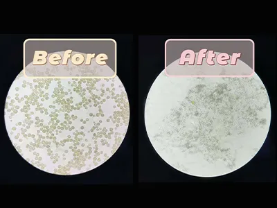 Chlorella cell disruption using a high-pressure homogenizer